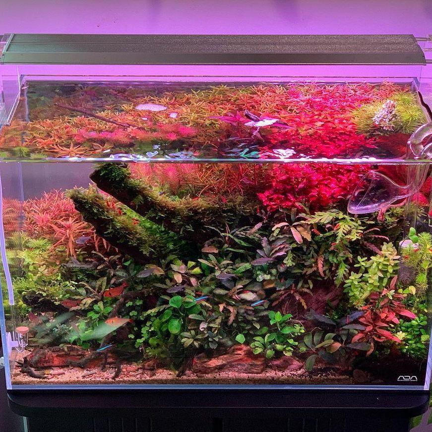 إضاءة LED من WEEK AQUA لحوض ال - مراجعة Reef Lighting وسعره